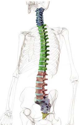 tratamentul medical al coloanei vertebrale)